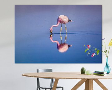 Flamingo avec un reflet parfait sur Chris Stenger