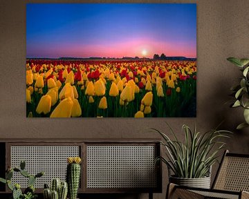 Tulpen