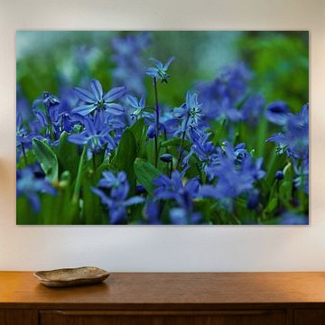 Utrecht Juliana Park bloemen