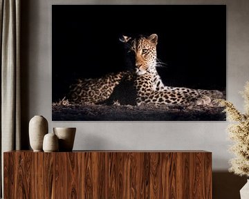 leopard in the night by Felix Sedney