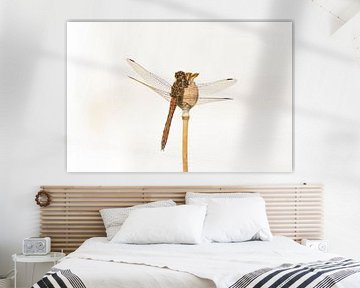 heidelibel op papaverbol van Annette Schoof