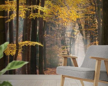 Herfst in speulderbos van Ingrid Van Damme fotografie