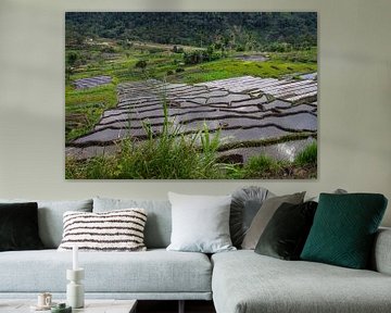 Rice field 1 by Jasper Los
