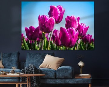 Tulpen von rosstek ®