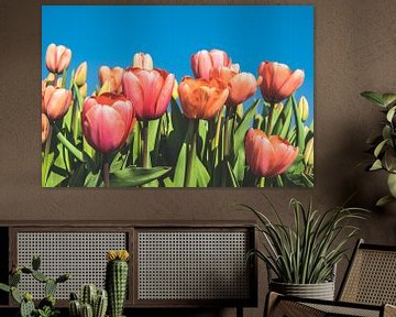 Tulpen van rosstek ®