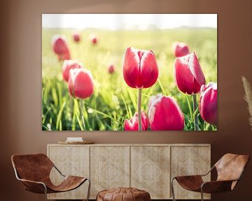 Tulpen van rosstek ®