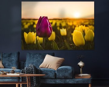 Tulipes sur rosstek ®