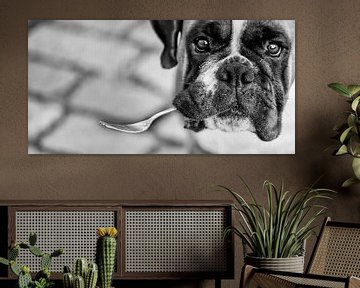 een vork als speeltje voor deze boxer von Sense Photography