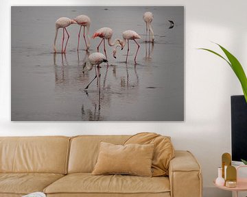 Voedende Flamingo's van Erna Haarsma-Hoogterp