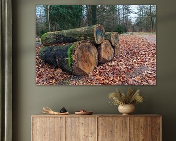 Baumstämme liegen entlang eines Waldweges in Drenthe