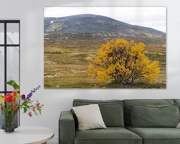Goudgele boom in de herfst in Noorwegen