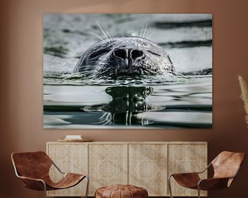 Zwemmende zeehond by Jo Pixel