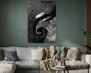 zwart-wit van Olifant van Marieke Funke