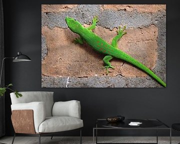 Green gecko on wall in Madagskar sur Marieke Funke