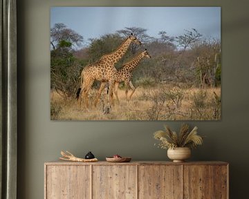 Giraffen in Afrika van Mariëlle de Valk