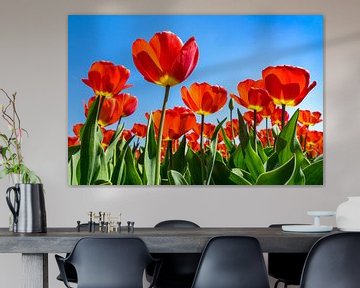 Veld rode tulpen van Patty Elferink