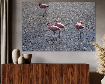 Resting Flamingo's by Erna Haarsma-Hoogterp