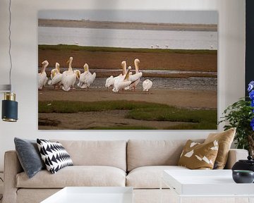 Pelikanen in de baai by Erna Haarsma-Hoogterp