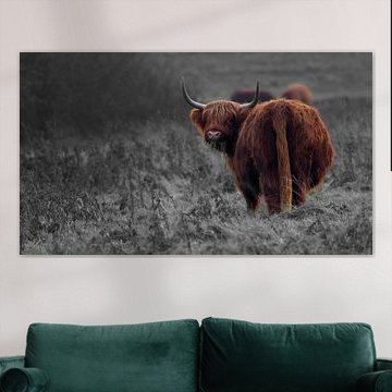 Schotse hooglander op grijze achtergrond