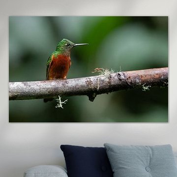 Copper Glare - Das Kastanienbrustkränzchen