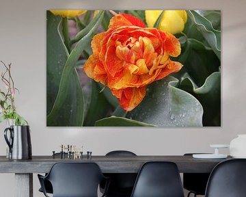 Tulp geel oranje