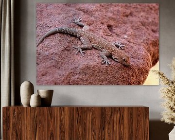 Gecko in Namib woestijn van Marieke Funke