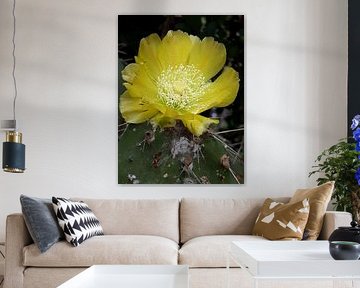 Gele cactus bloem