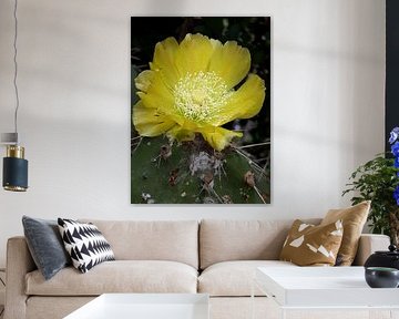 Gele cactus bloem van Renee Alexandra Serlier