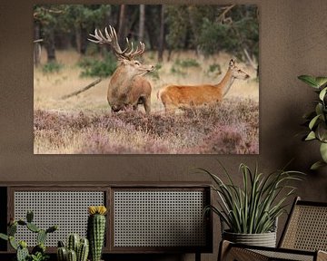 Edelherten op de Veluwe