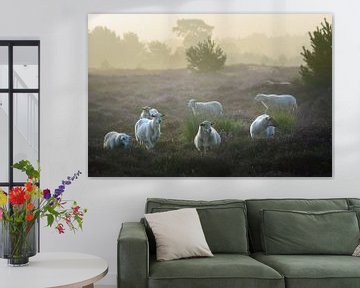Moutons des landes de la Campine