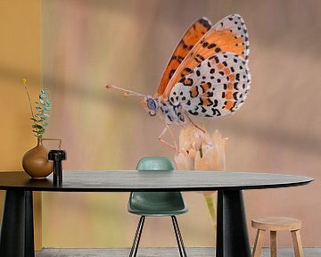 Bicoloured fritillary by Robert Westerhof