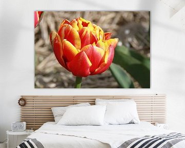 Geel rode tulp van Fotografie Fryslân