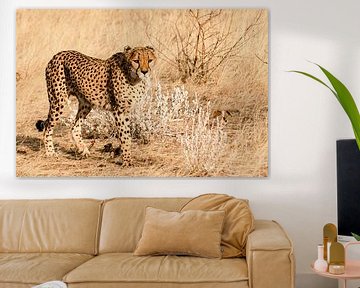 Cheetah van Anita Loos