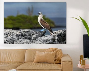 De Blauwvoetgent van de Galápagos