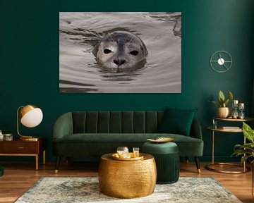 seal in water by Annelies Cranendonk