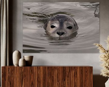 zeehond in water von Annelies Cranendonk