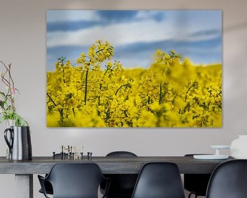 Yellow canola field with clouds in the sky