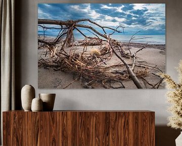Trunk on shore of the Baltic Sea by Rico Ködder