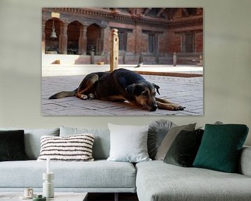 Nepalese dog by Marieke Funke