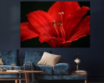 Red Flower by Ilse Rood
