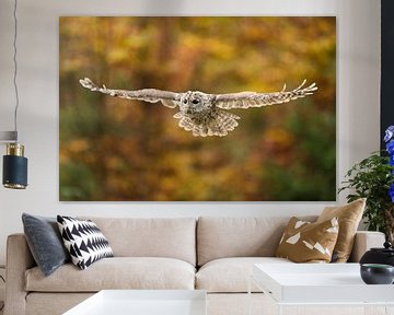 Tawny Owl in flight in front og autumn colored foliage