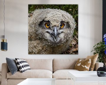 Young chick... Eurasian Eagle Owl  ( Bubo bubo ) van wunderbare Erde