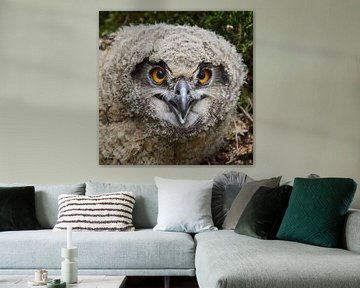 Young chick... Eurasian Eagle Owl  ( Bubo bubo ) van wunderbare Erde