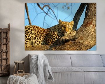luipaard in boom van Marieke Funke