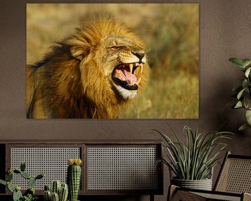 growling lion sur Marieke Funke