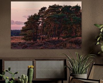 Parc National Hoge Veluwe sur Ed Vroom