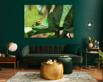 Chameleon on Madagascar sur Marieke Funke