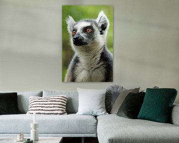 Ringtail maki