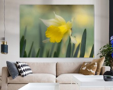 Yellow-white daffodil among greenery in soft shades by Birgitte Bergman