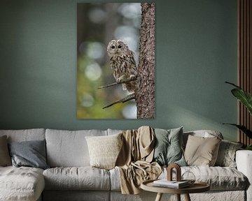 Tawny Owl  ( Strix aluco ) van wunderbare Erde